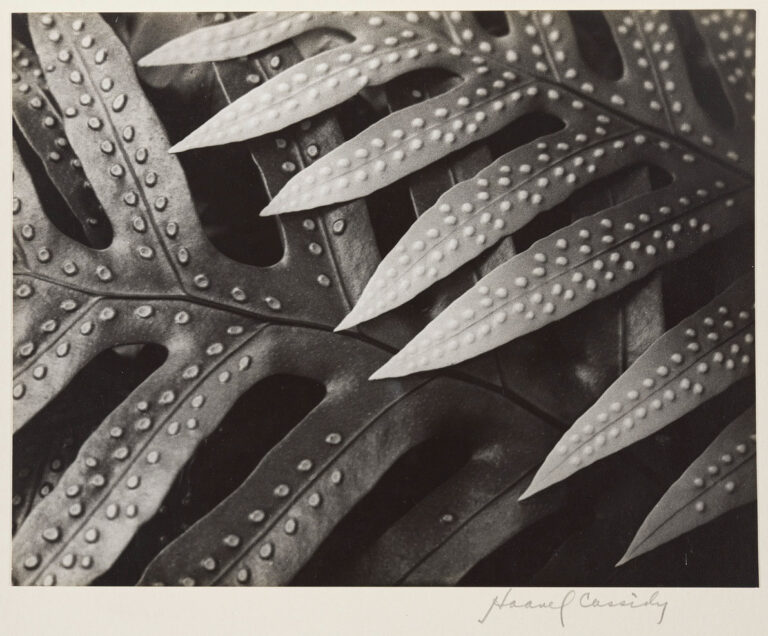 Cassidy, Eugene Haanel (1903, Tokyo, Japon - 1980, Nevada City, Californie) 