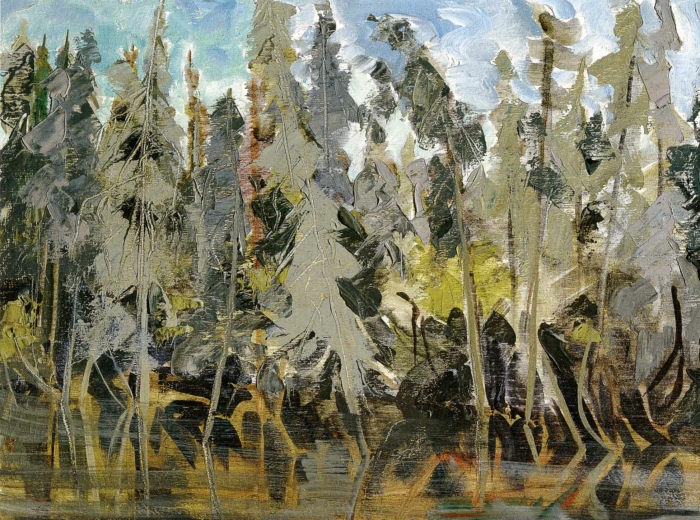 Épinettes grises en bordure du cours d’eau